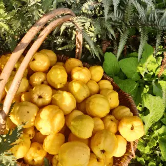 alt="Svaigas cidonijas un vitamīniem bagāti produkti no Ievgravu dārza"