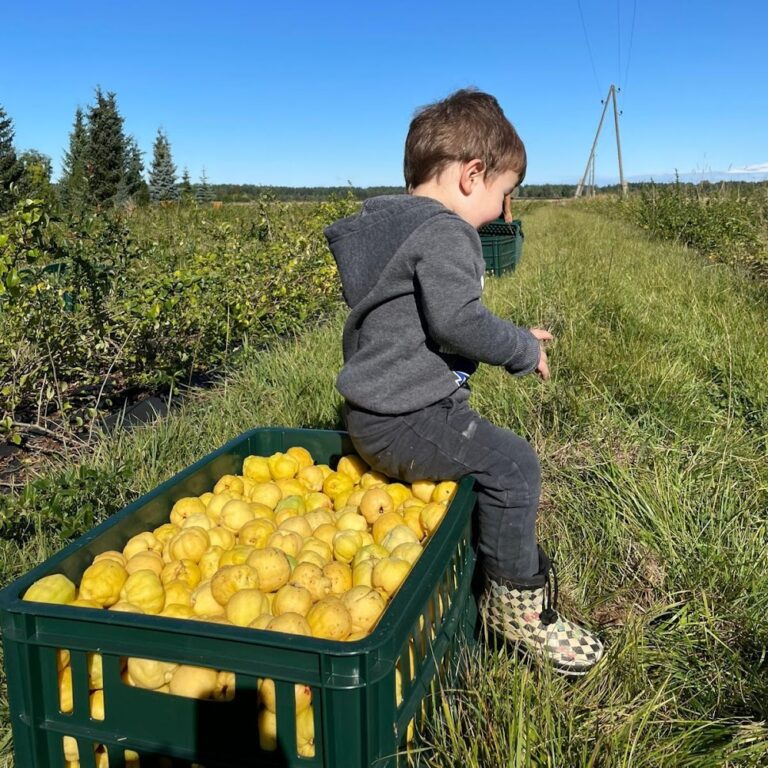 "Ievgravu dārza cidoniju raža"