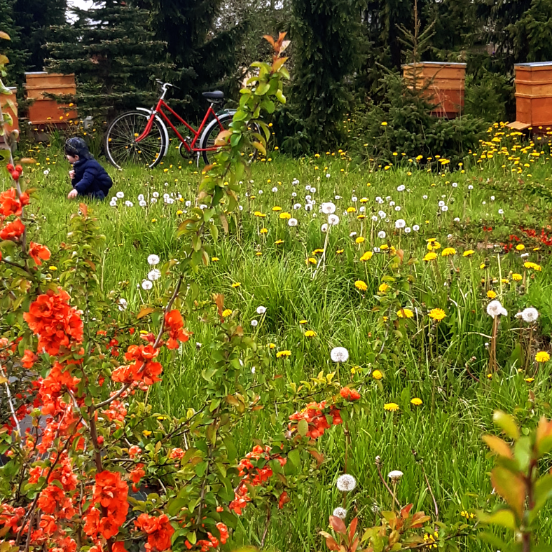 alt="Ievgravu bišu un cidoniju dārzs"