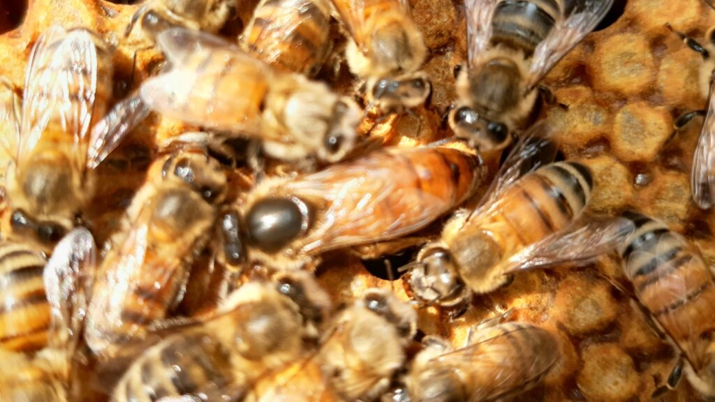 alt="Ievgravu bišu dārzs. Bišu māte"